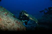 Tartaruga durante mergulho em Iúias, em Fernando de Noronha - PE (foto de Mateus Harfush - Ciliares)